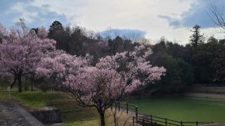 お花見