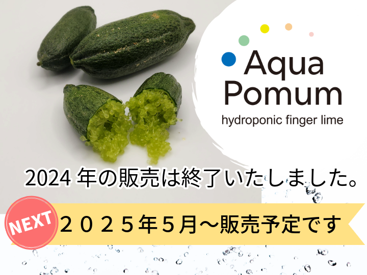 水耕栽培フィンガーライムの次回販売予定は2025年5月頃です。